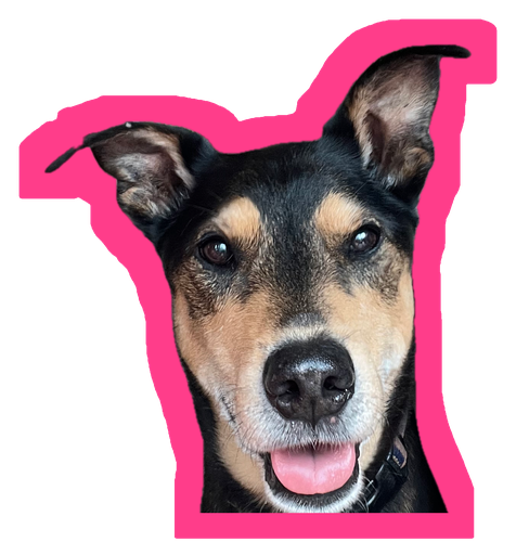Fallon the dog